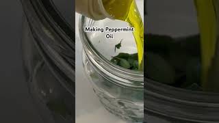 Making Peppermint Oil peppermintoilfreshpeppermintfromscratchhomesteadmasonjar [upl. by Zephaniah]