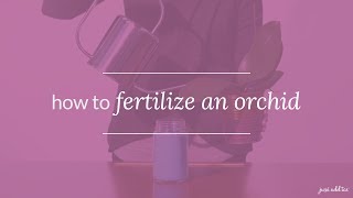 Orchid Care How to Fertilize an Orchid [upl. by Aknaib]