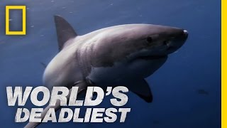 Great White Shark vs Seal  Worlds Deadliest [upl. by Bibi]