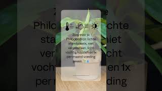 Hoe verzorg ik mijn Philodendron [upl. by Vinita]