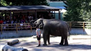 Elefant Show  Kolmården [upl. by Suzetta]