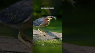 Clever Heron Bird 🙀 youtubeshorts birds facts shorts youtubeshorts wildlife [upl. by Alhak]