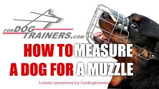 How to Measure Your Dog for a Muzzle Tutorial [upl. by Ycul]