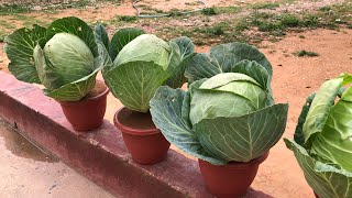 How To Grow Cabbage At home in a simple Way without Need for Agricultural spaces [upl. by Ailak]