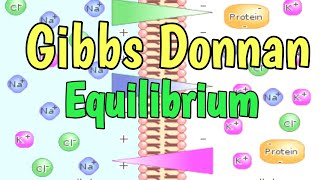 Gibbs Donnan Equilibrium  Donnan Membrane Equilibrium [upl. by Monjan]