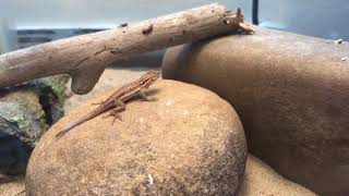 Baby Blue Belly Lizards and Baby Side Blotched Lizard Eating Ants [upl. by Barbaraanne]