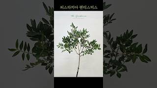 피스타치아 렌티스커스  매스틱나무  Pistacia lentiscus [upl. by Ilke]