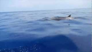 Blainvilles Beaked Whale [upl. by Xuerd548]