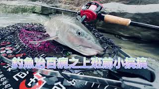 上班前小搞搞 精神百倍大甲溪 何氏棘魞 捲仔 小蜜蜂 lupin折疊撈網 lurefishing daiwa djiaction4） [upl. by Aruon]