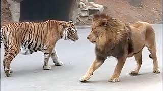 Lion VS Tiger Real Fight  Tough Creatures Ep 4 [upl. by Silohcin]