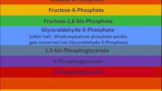 Glycolysis Do Re Mi [upl. by Nojram]