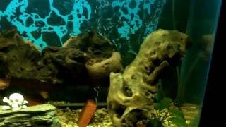 Mopani Wood in a Freshwater Aquarium [upl. by Sucramat]