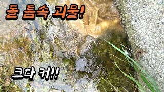 믿을 수 없는 역대급 구멍치기 돌 틈 안에 이런 대물 민물장어가 미쳤다 미쳤어 [upl. by Nollie]