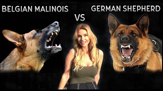 BELGIAN MALINOIS VS GERMAN SHEPHERD DOG  WHO IS KING [upl. by Malca647]