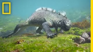 Swim Alongside a Galápagos Marine Iguana  National Geographic [upl. by Mook502]