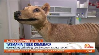 Tasmanian tiger cloning  News report [upl. by Collis]