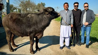 Zain Ul Abadin Bhai Ka Walima Zainulabadinvlogs  Mubashir Saddique  Village Food Secrets [upl. by Naivaf]