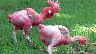 15 Chicken Breeds You Wont Believe Actually Exist [upl. by Erdnael]