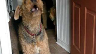 Airedales howling [upl. by Kenlay205]