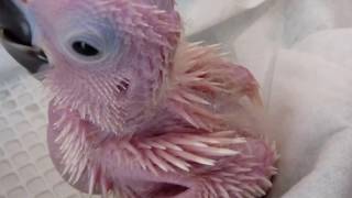 Nessy the cockatoo  story of a life time part 1 [upl. by Nrubliw838]