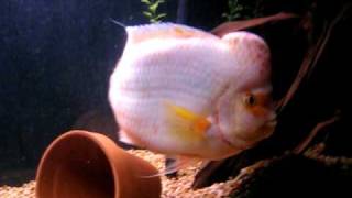 Midas Cichlid Aquarium [upl. by Gilson]