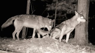 COYOTE MATING BEHAVIOR [upl. by Asinet]