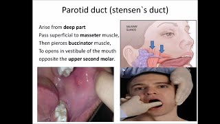 salivary gland anatomy [upl. by Dougall575]