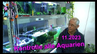 Kontrolle Rundgang durch die Aquarien in der Haltung und Zucht der Caridina Neocaridina Zwerggarnele [upl. by Bui]