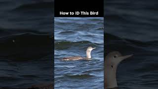 Can you identify this bird in the water [upl. by Afatsom]