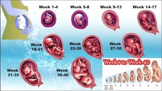 Pregnancy week by week 1 to 40  Watch the Movements of Your Baby [upl. by Ynotna]