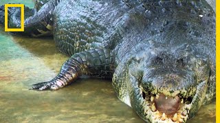 Voici Lolong le plus gros crocodile du monde [upl. by Alam]