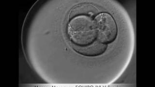 Embryo Development video [upl. by Phylis]