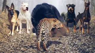 LEOPARDO vs DOGO ARGENTINO ROTTWEILER DOBERMAN PASTOR ALEMÃO E MASTIM TIBETANO [upl. by Oiuqise]