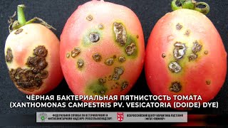 Чёрная бактериальная пятнистость томата Xanthomonas campestris pv vesicatoria Doide Dye [upl. by Buke20]