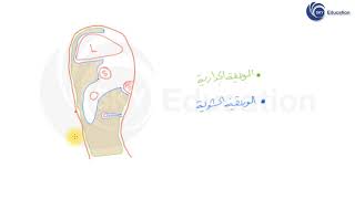 ما هو البريتوان الصفاق Peritoneum  الفصل السادس [upl. by Edak]