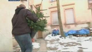 Une seconde vie pour les sapins de Noël ‎Alsace [upl. by Colene898]