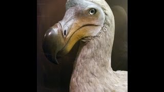 MUST WATCH Dodo Bird Found On Island [upl. by Citron]