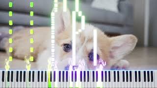 isolation piano full song with mini corgi background [upl. by Eveiveneg]