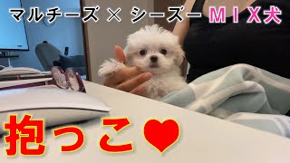 我が家に来て～3日目～マルチーズとシーズーのミックス犬！ [upl. by Yatnod]