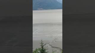 Turnagain Arm Bore Tide part 3 alaska nature [upl. by Essenaj]