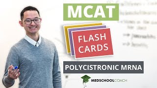 MCAT Flashcard Polycistronic mRNA [upl. by Rita]