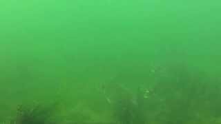 Gilthead Bream underwater footage Cornwall [upl. by Anoit185]