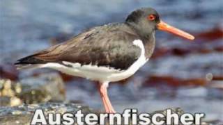 Tierstimmen im Wattenmeer [upl. by Thurmann728]