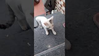 Where are you youtubeshorts doggydance motivation cat funny catcute cuteanimal [upl. by Haron112]