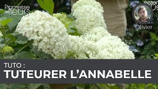 Tuto  tuteurer lhortensia Annabelle [upl. by Asiaj329]