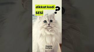 gerçek kedi sesi  Sinirli Kedi sesi ile kedinin dikkatini Çek [upl. by Ingunna]