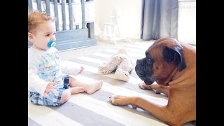 Becoming Us  A Boxer Dog and his Baby Best Friend [upl. by Bearce]