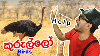 Birds for Kids  කුරුල්ලෝ  Names of Birds Preschool Learning  Kurullo Toddler Birds Sounds [upl. by Nomla]