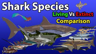 Shark Animate Species in the world Living vs Extinct in 2024  Shark Size Comparison Animation Video [upl. by Aidualk]