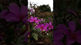 Tibouchina mutabilis hindisong beautiful flores fragrantflowers naturemusic naturesounds [upl. by Nemrak]